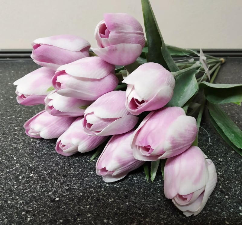 Tulipán WH Lavender