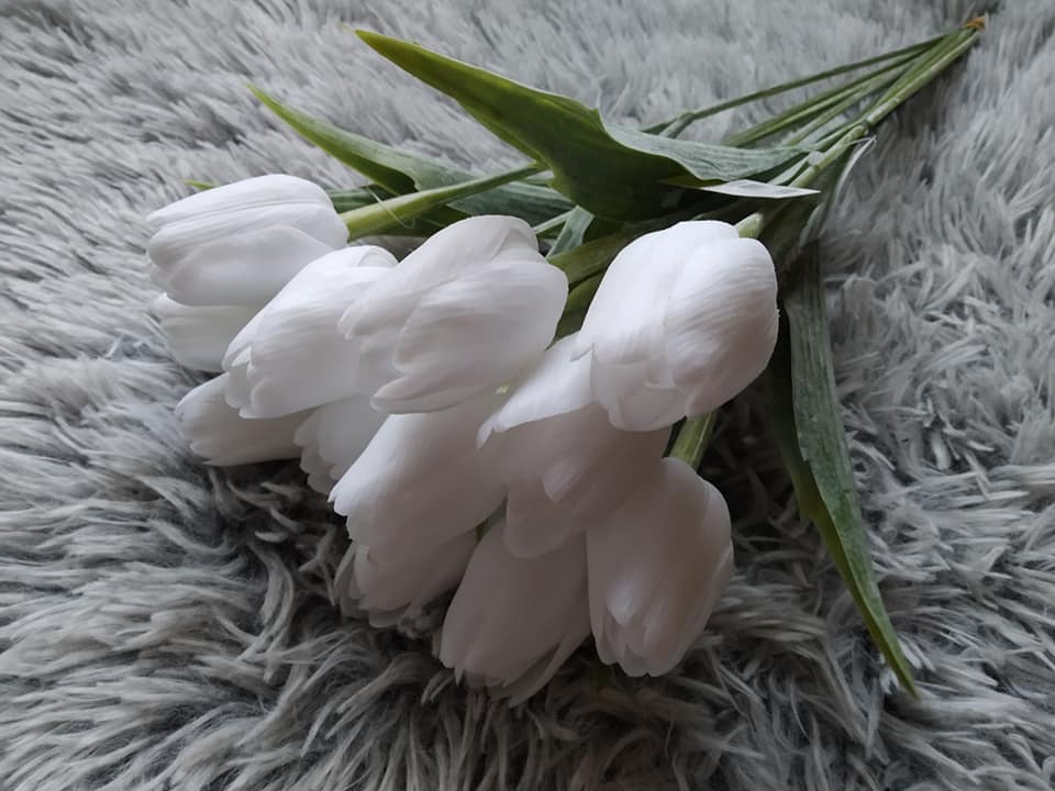 Tulipán - bílý